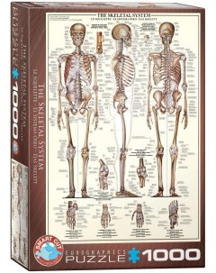 Пазл Скелетная система 1000 деталей Eurographics