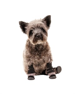 Ботинки высокие на липучках для собак XL черный унисекс Petmax