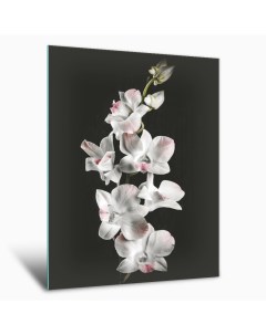 Картина на стекле Белая орхидея AG 50 69 Postermarket