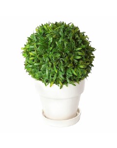 Искусственное растение Криптокорина зеленая в кашпо Конэко-о