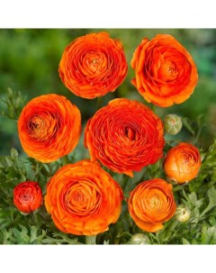 Луковицы цветов Ранункулюс Оранж 481 10 шт Botanica