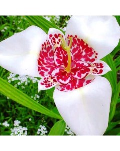 Луковицы цветов Тигридия Chipollino flowers White 565 10 шт Chipollino-flowers