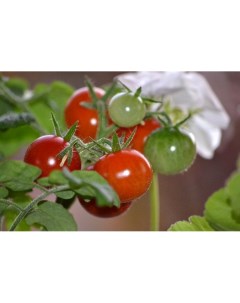 Семена томат Пиноккио 31316 1 уп Евросемена