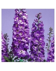 Саженцы дельфиниум Magic Fountains Lavender With White Bee C1 1 шт Все сорта