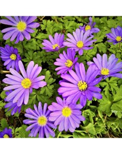Луковицы цветов Анемоны Chipollino flowers Бланда Violet star 3 10 шт Chipollino-flowers
