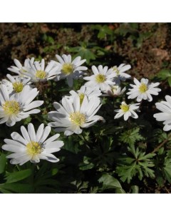 Луковицы цветов Анемоны WHITE SPLENDOUR 2 10 шт Chipollino-flowers