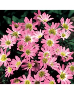 Луковицы цветов Анемоны Chipollino flowers Blanda pink star 6 10 шт Chipollino-flowers