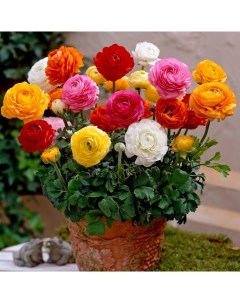 Луковицы цветов Ранункулюс MIX 35 10 шт Chipollino-flowers