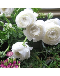 Луковицы цветов Ранункулюс Chipollino flowers White 33 10шт Chipollino-flowers