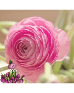 Луковицы цветов Ранункулюс Chipollino flowers Pink 31 10 шт Chipollino-flowers