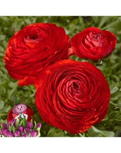 Луковицы цветов Ранункулюс Chipollino flowers Red 32 10 шт Chipollino-flowers