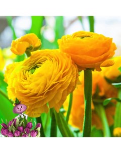 Луковицы цветов Ранункулюс Chipollino flowers Yellow 30 10 шт Chipollino-flowers