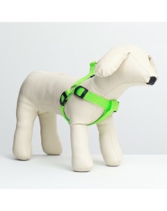 Шлейка для собак светящаяся зеленая текстиль размер L обхват груди 43 60 см Пижон
