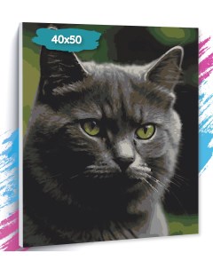 Картина по номерам Серый кот GK0402 Холст на подрамнике 40х50 см Tt