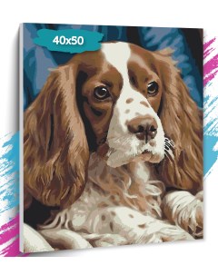 Картина по номерам Собака GK0322 Холст на подрамнике 40х50 см Tt