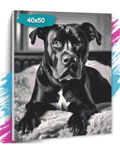 Картина по номерам Собака GK0276 Холст на подрамнике 40х50 см Tt
