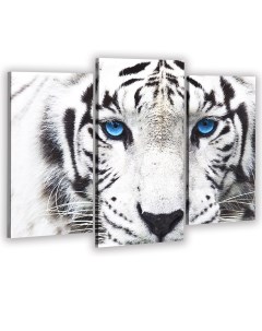 Модульная картина Белый тигр 60х80 см Добродаров