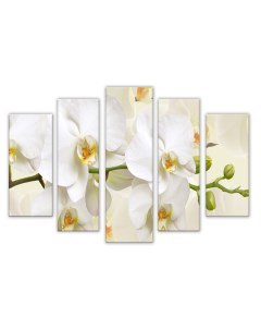 Модульная картина Цветок орхидеи 80х140 см Добродаров