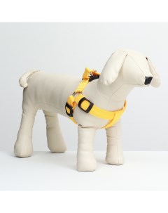 Шлейка для собак светящаяся желтая текстиль размер M обхват груди 38 50 см Пижон