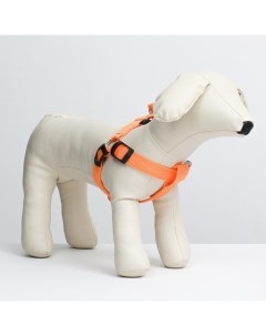 Шлейка для собак светящаяся оранжевая текстиль размер L обхват груди 43 60 см Пижон