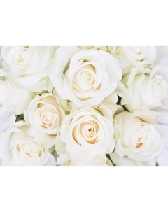 Фотообои Белые розы 8 листов 280х200 см Nobrand