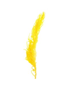Сухие цветы амаранта 100 г размер листа от 50 до 60 см цвет желтый Nobrand