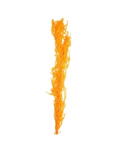 Сухие цветы амаранта 100 г размер листа от 50 до 60 см цвет оранжевый Nobrand