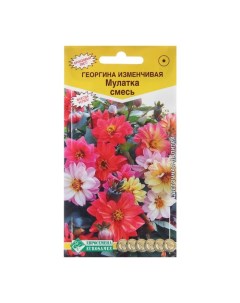 Семена цветов Георгина изменчивая Мулатка смесь 20 шт 2 шт Nobrand