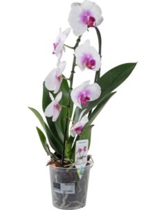 Орхидея Фаленопсис Каскад h60 см d12 см Best quality