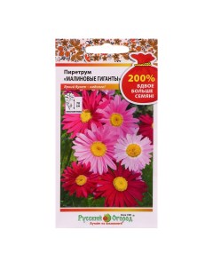 Семена цветов Пиретрум Малиновые гиганты 200 0 4 г 3 шт Русский огород