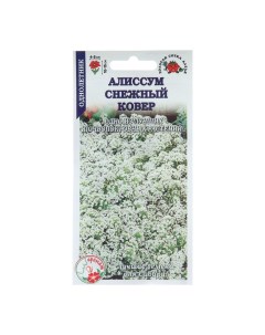 Семена цветов Алиссум Снежный ковер 0 1 г 3 шт Nobrand