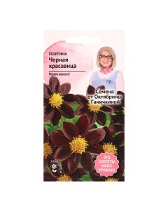 Семена цветов Георгина Черная красавица 5 шт 4 шт Nobrand