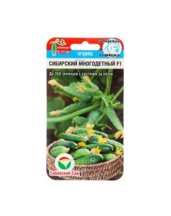 Семена Огурец Сибирский многодетный F1 среднеспелый партенокарпический 7 шт 2 шт Сибирский сад