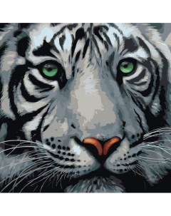 Картина по номерам Белый тигр 40x40 Живопись по номерам