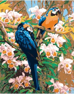 Картина по номерам Тропические попугаи 40x50 Живопись по номерам