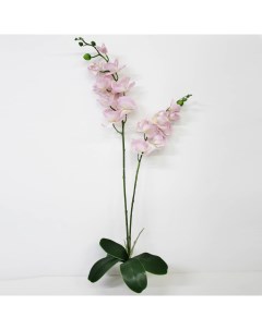 Орхидея фаленопсис с листьями KR_828 90 см Конэко-о