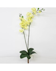Орхидея фаленопсис с листьями KR_833 90 см Конэко-о