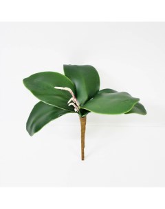 Листья орхидеи KR_182 25 см Конэко-о