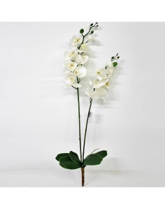Орхидея фаленопсис с листьями KR_848 90 см Конэко-о