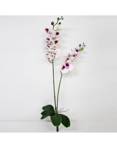 Орхидея фаленопсис с листьями KR_857 90 см Конэко-о