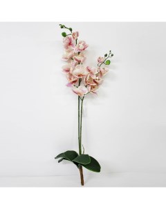 Орхидея фаленопсис с листьями KR_829 90 см Конэко-о