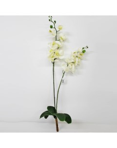 Орхидея фаленопсис с листьями KR_831 90 см Конэко-о