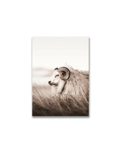 Картина на холсте Исландская овца Дом корлеоне