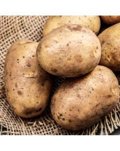 Картофель семенной Фермеко Чародей 3 кг Fermeko