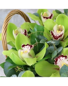 Букет из зеленой орхидеи Букет Маркет Монобукеты K0131 Nobrand