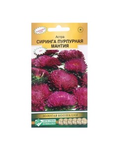 Семена Цветов Астра СИРИНГА Пурпурная мантия 0 1 г 2 шт Nobrand