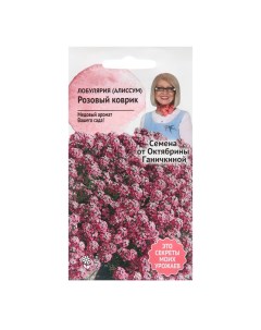 Семена цветов Алиссум лобулярия Розовый коврик 0 1 г 4 шт Nobrand
