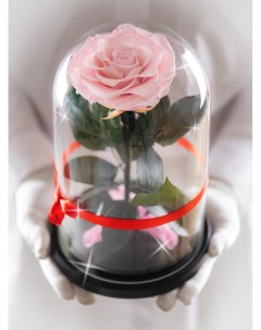 Стабилизированная роза в колбе TheRoseDome нежно розовый The rose dome