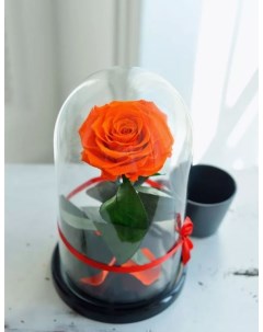 Стабилизированная роза в колбе TheRoseDome оранжевый The rose dome
