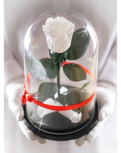 Стабилизированная роза в колбе TheRoseDome белый The rose dome